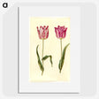 3-5_Maria-Sibylla-Merian_picture