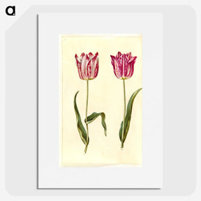 3-5_Maria-Sibylla-Merian_picture