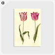 3-5_Maria-Sibylla-Merian_postcard