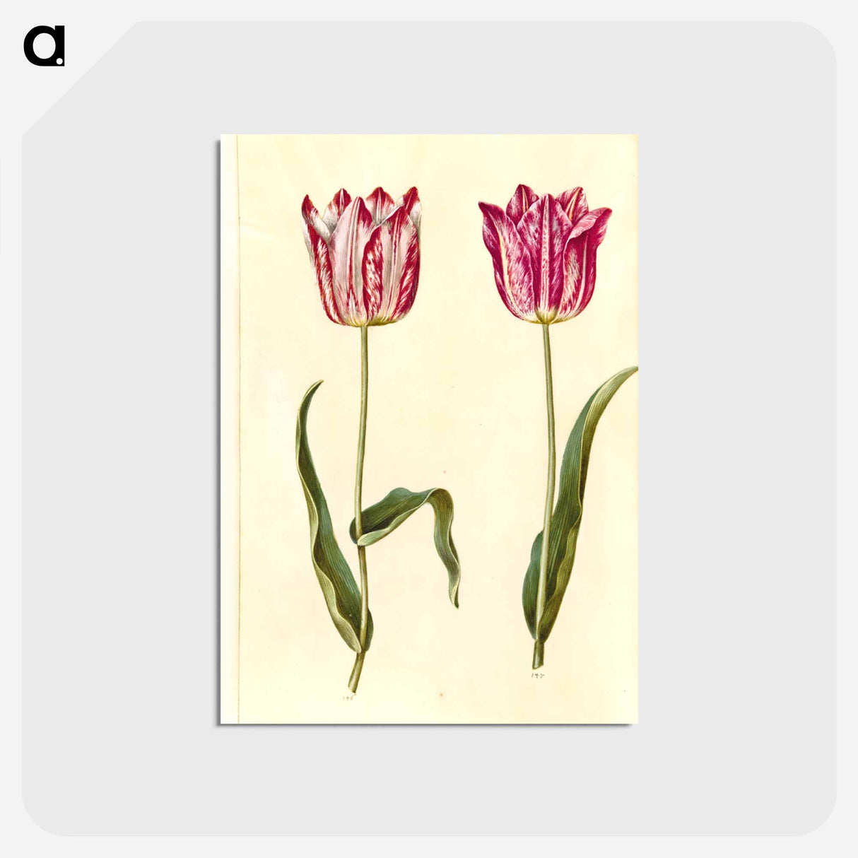 アートポストカード-Tulipa gesneriana
 - マリア ジビーラ メーリアン Postcard.