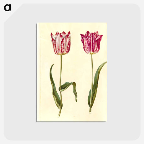 アートポストカード-Tulipa gesneriana
 - マリア ジビーラ メーリアン Postcard.