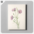 3-5_Mary-Vaux-Walcott_canvas