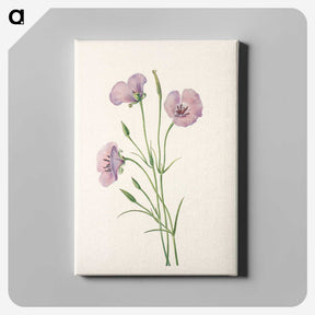 3-5_Mary-Vaux-Walcott_canvas