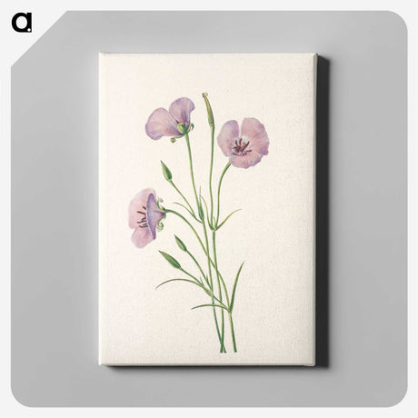 3-5_Mary-Vaux-Walcott_canvas