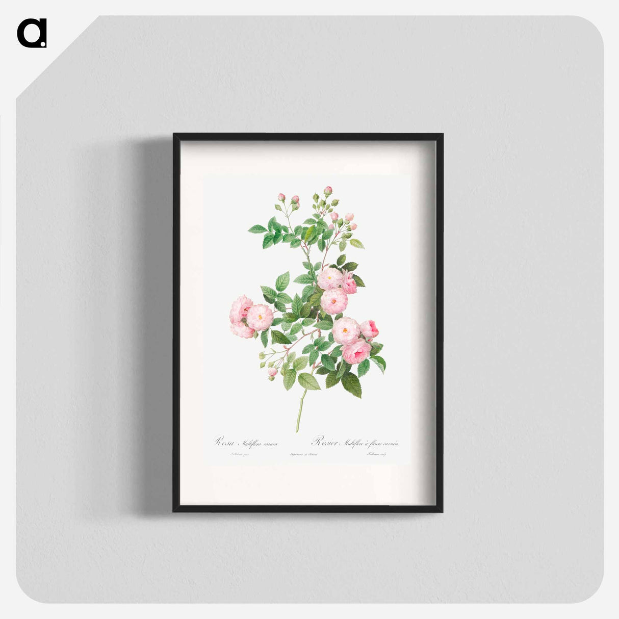 Flesh-Pink Multiflora - Pierre-Joseph Redouté Poster.
