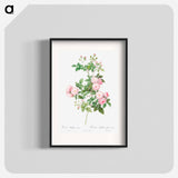 Flesh-Pink Multiflora - Pierre-Joseph Redouté Poster.