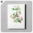 アートパネル-Flesh-Pink Multiflora - ピエール ジョゼフ ルドゥーテ Canvas.