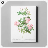 アートパネル-Flesh-Pink Multiflora - ピエール ジョゼフ ルドゥーテ Canvas.