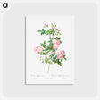 アートポストカード-Flesh-Pink Multiflora - ピエール ジョゼフ ルドゥーテ Postcard.