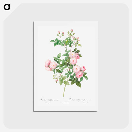 アートポストカード-Flesh-Pink Multiflora - ピエール ジョゼフ ルドゥーテ Postcard.