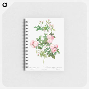アートメモ帳-Flesh-Pink Multiflora - ピエール ジョゼフ ルドゥーテ Memo.