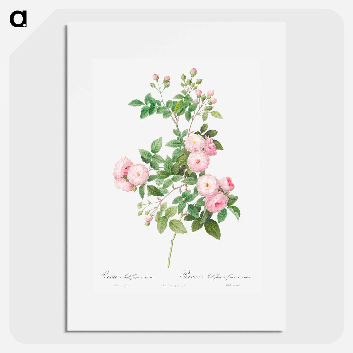 Flesh-Pink Multiflora - Pierre-Joseph Redouté Poster.