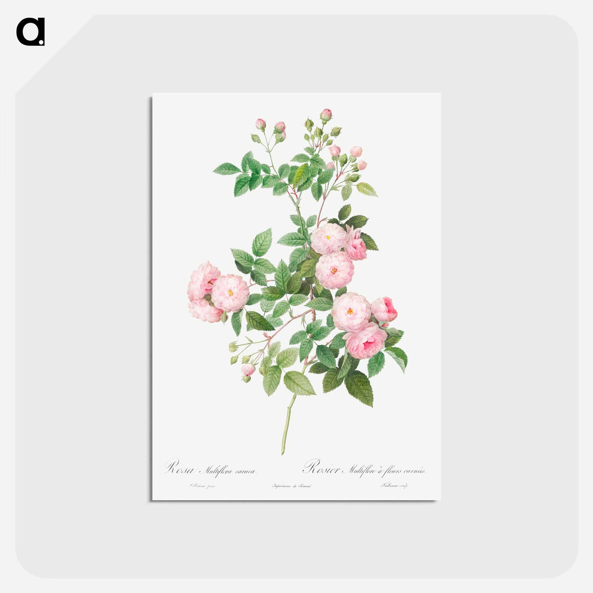 アートポストカード-Flesh-Pink Multiflora - ピエール ジョゼフ ルドゥーテ Postcard.