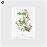 アートポストカード-Flesh-Pink Multiflora - ピエール ジョゼフ ルドゥーテ Postcard.