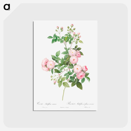 アートポストカード-Flesh-Pink Multiflora - ピエール ジョゼフ ルドゥーテ Postcard.