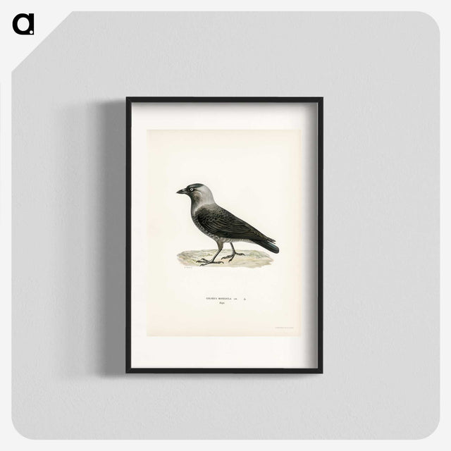 3-5_Svenska-Faglar_blk