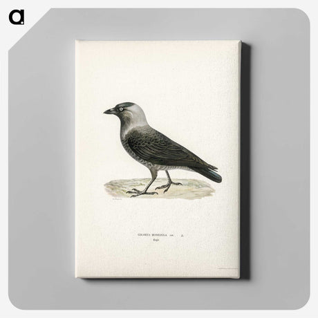 3-5_Svenska-Faglar_canvas