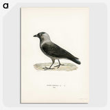 3-5_Svenska-Faglar_picture-crop