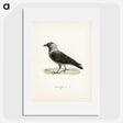 3-5_Svenska-Faglar_picture