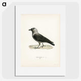3-5_Svenska-Faglar_picture