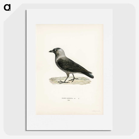 3-5_Svenska-Faglar_picture