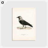アートポストカード-Coloeus monedula
 - スヴェンスカ フォグラル Postcard.