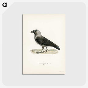 3-5_Svenska-Faglar_postcard