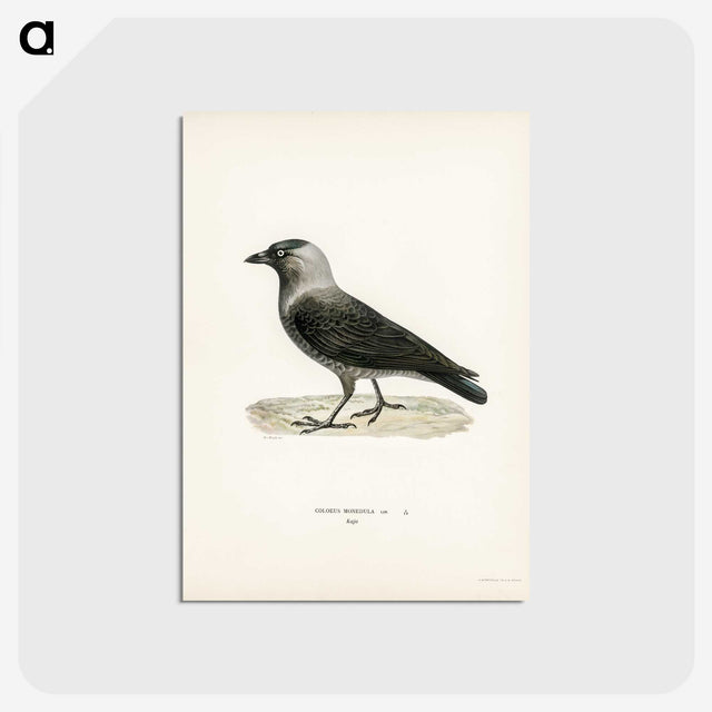 3-5_Svenska-Faglar_postcard