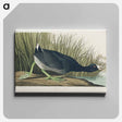 アートパネル-American Coot
 - アメリカの鳥たち Canvas.