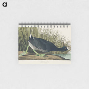 アートメモ帳-American Coot
 - アメリカの鳥たち Memo.