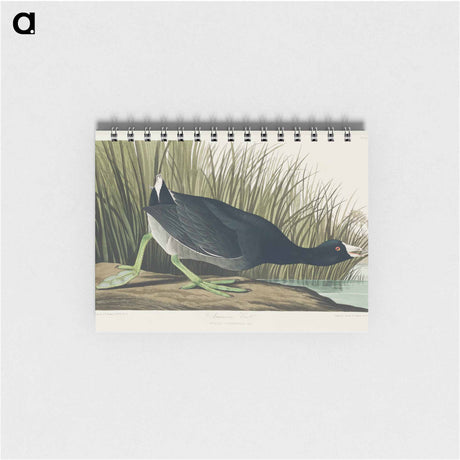 アートメモ帳-American Coot
 - アメリカの鳥たち Memo.
