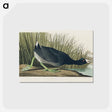 アートポストカード-American Coot
 - アメリカの鳥たち Postcard.