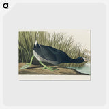 アートポストカード-American Coot
 - アメリカの鳥たち Postcard.