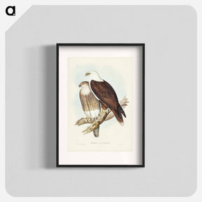 アートポスター-White-breasted Sea Eagle
 - オーストラリアの鳥 Poster.