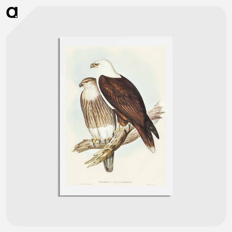 アートポストカード-White-breasted Sea Eagle
 - オーストラリアの鳥 Postcard.