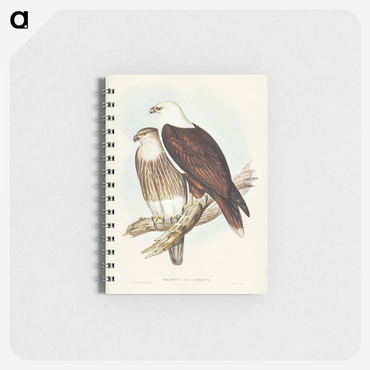 アートメモ帳-White-breasted Sea Eagle
 - オーストラリアの鳥 Memo.