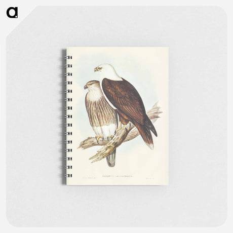 アートメモ帳-White-breasted Sea Eagle
 - オーストラリアの鳥 Memo.