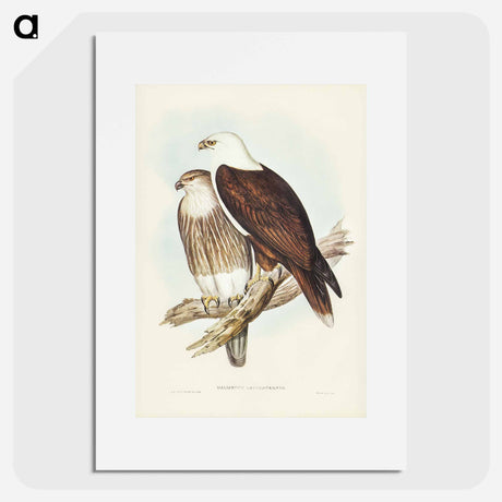 アートポスター-White-breasted Sea Eagle
- オーストラリアの鳥 Poster.