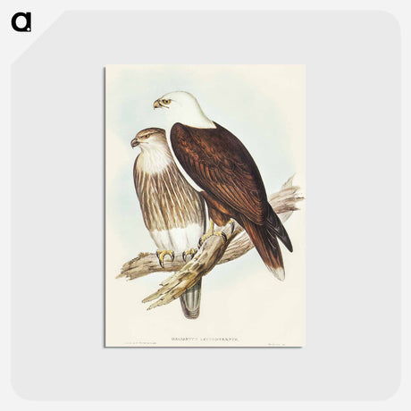 アートポストカード-White-breasted Sea Eagle
 - オーストラリアの鳥 Postcard.