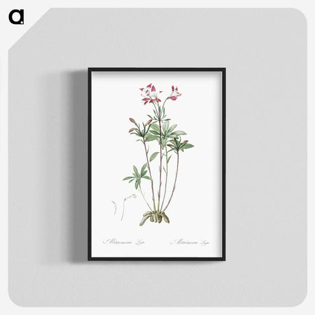 3-5_The-Lilies_blk-crop