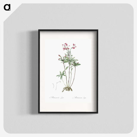 3-5_The-Lilies_blk