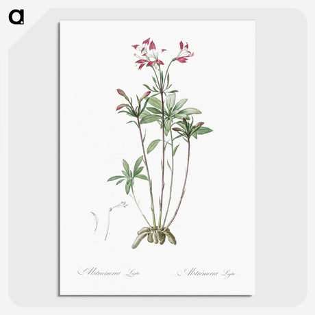 3-5_The-Lilies_picture-crop