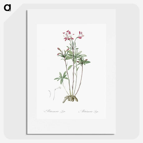 3-5_The-Lilies_picture