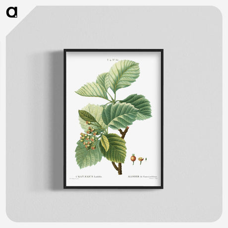 3-5_Treatise-on-Trees-and-Shrubs_blk-crop