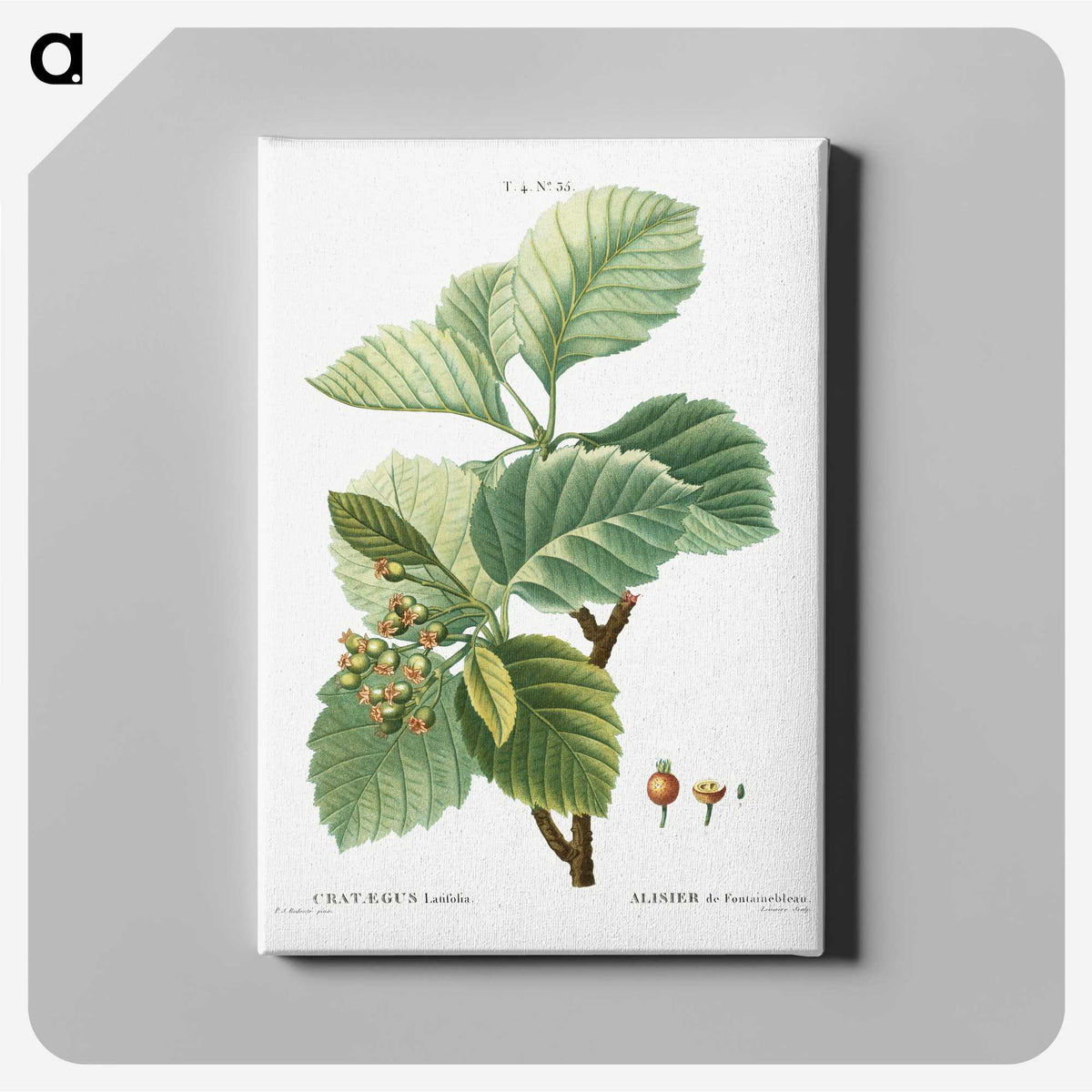 3-5_Treatise-on-Trees-and-Shrubs_canvas