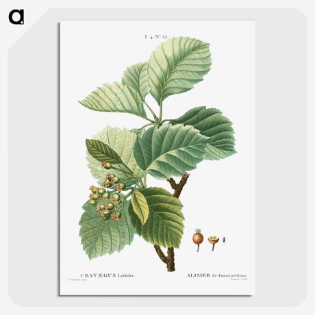 3-5_Treatise-on-Trees-and-Shrubs_picture-crop