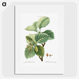3-5_Treatise-on-Trees-and-Shrubs_picture