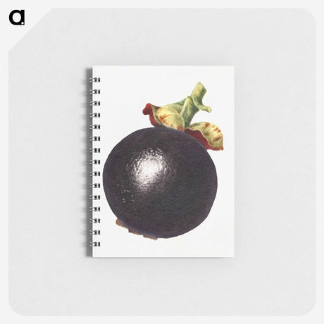 3-5_USDA-Watercolor-Fruit-Painting-Collection_memo