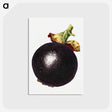 3-5_USDA-Watercolor-Fruit-Painting-Collection_postcard