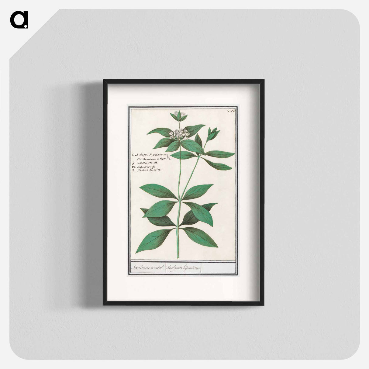 Silk plant, Asclepias syriaca - アンセルムス ボエティウス デ ブート Poster.